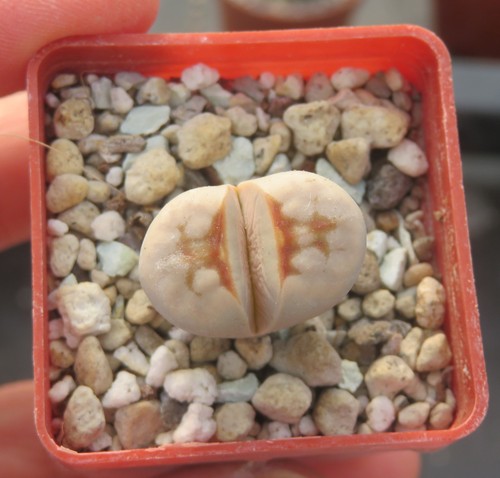 Lithops julii ssp cv - lithops,