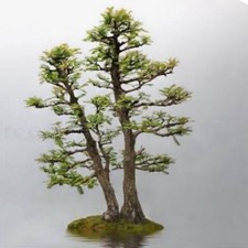 Bonsai Weeping Pussy Willow