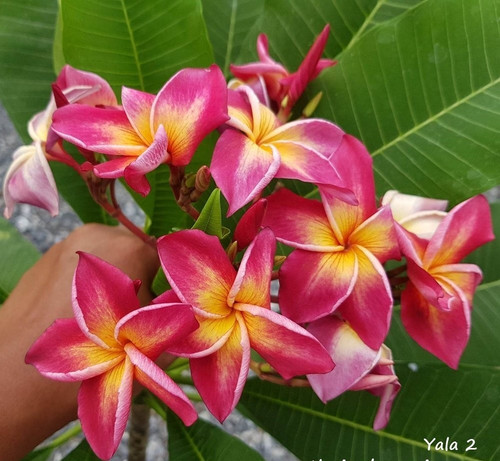 Frangipani plumeria yala - plumeria, 2