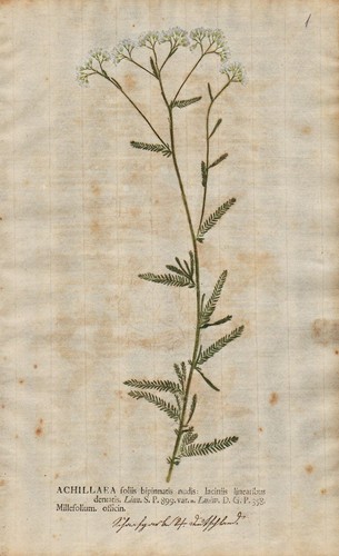 Achillea yarrow schafgarbe - achillea,