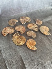 10 Ammoniten  Fossil -