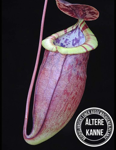Nepenthes eustachya tenuis - nepenthes,