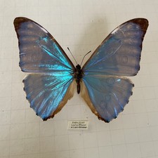 Entomologie*Morpho aurora*Paraguay*Male
