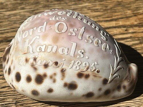 Muschel souvenir zur - muschel,