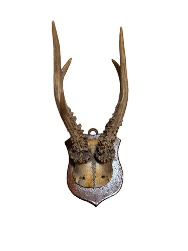 Rehbock geweih jagdtrophäe - rehbock,