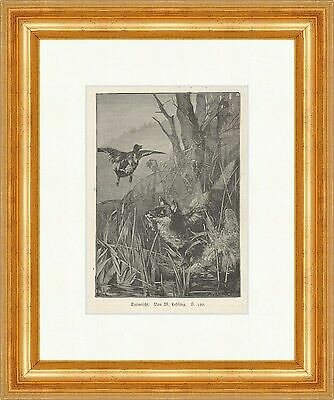 Entwischt lebling fuchs - lebling,