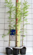 Metasequoia glyptostroboides -- echter Urweltmammutbaum,  Pflanze