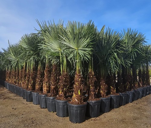 Trachycarpus fortunei höhen - fortunei,