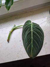 Philodendron Melanochrysum -