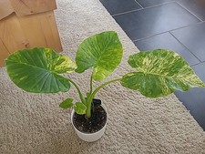 Alocasia Macrorrhiza Aurea Variegata