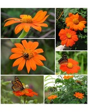 Mexikanische Sonnenblume  Tithonie   Solitärpflanze Bienenweide Samen