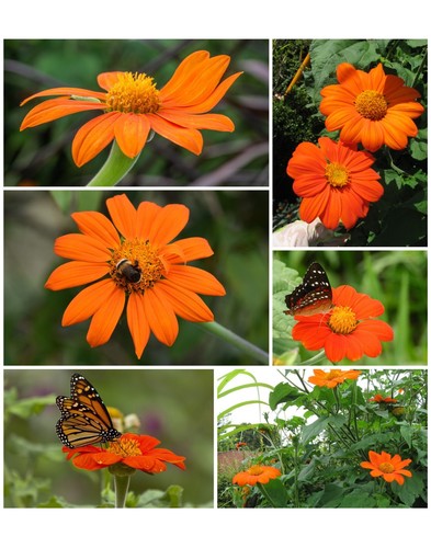 Mexikanische sonnenblume - mexikanische,