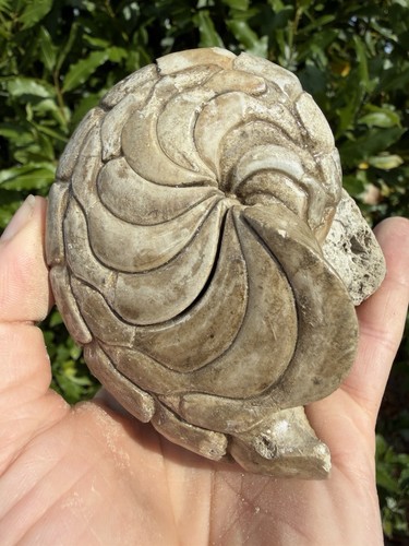 Eozän aturia nautilus - nautilus, fossil
