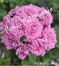 Pelargonie Geranie  🌸YU
