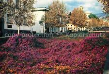 73361971 Funchal Bougainvillea