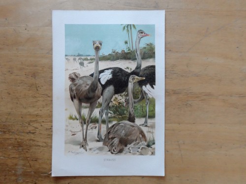 Orig chromolithographie - orig.(1892),
