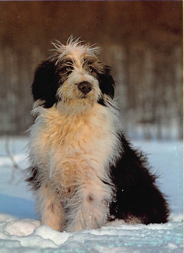 Tiere junger bearded - tiere:,