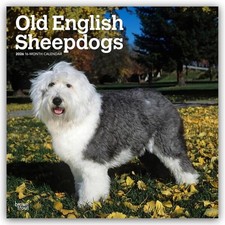Old English Sheepdog - Bobtail