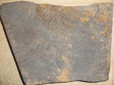 Trilobit HYDROCEPHALUS MINOR