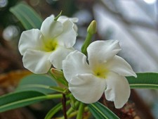 10 Samen - Madagaskar Palme -