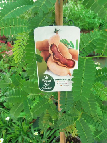 Tamarindenbaum tamarindus - tamarindenbaum, (tamarindus