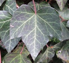 20 Samen Efeu (Hedera helix)
