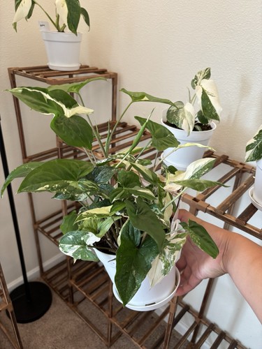 Syngonium albo variegated - albo, 6"