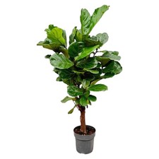 Ficus lyrata geigenfeige - –,