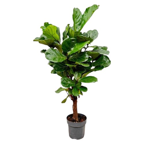 Ficus lyrata geigenfeige - –,