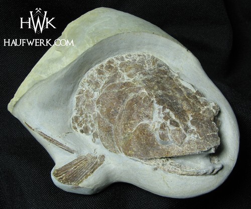 Trias/Muschelkalk/Triassic/Col