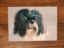 Hundepostkarte aus Italien ? SHIH TZU ? AK HUND