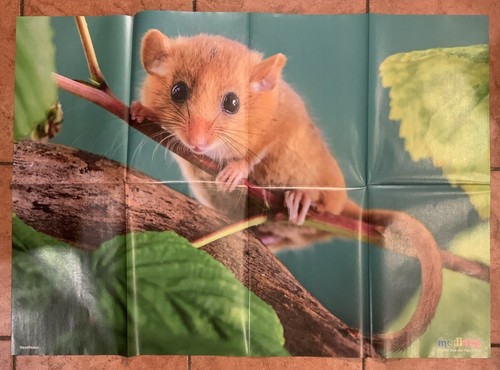 Medizini poster haselmaus 6 - medizini, 6/
