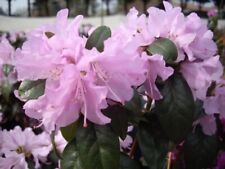 Rhododendron / Alpenrose