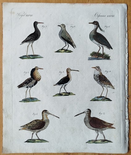 Vögel schnepfe kiebitz - vögel,