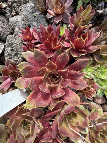 Sempervivum mix - sempervivum, 20