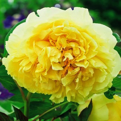 Päonie paeonia pfingstrose - paeonia,