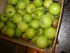 4 Kg Äpfel, neue Ernte