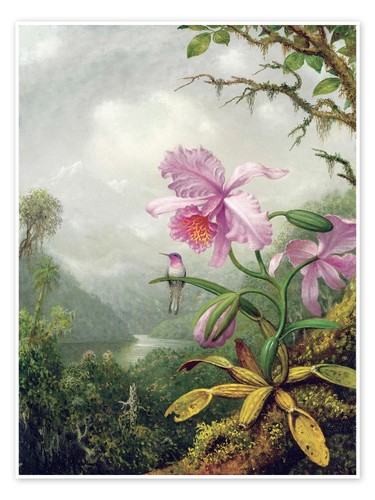 Poster kolibri thront - kolibri, auf