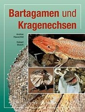 Bartagamen und kragenechsen - bartagamen,