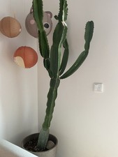 Euphorbia canariensis 184cm