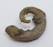 Schnecke, Phanerotinus sp