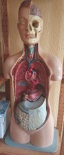 Handbemaltes Medizinisches Modell Torso, VEB DDR, Organe herausnehmbar, Gips