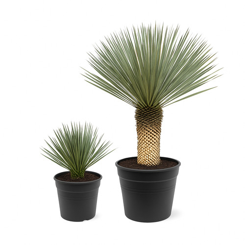 Exotenherz palmlilie yucca - palmlilie,