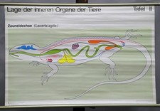 Schulwandkarte Lehrtafel Rollbild Poster Anatomie inneren Organe Zauneidechse 