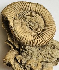 Alte antike Ammoniten