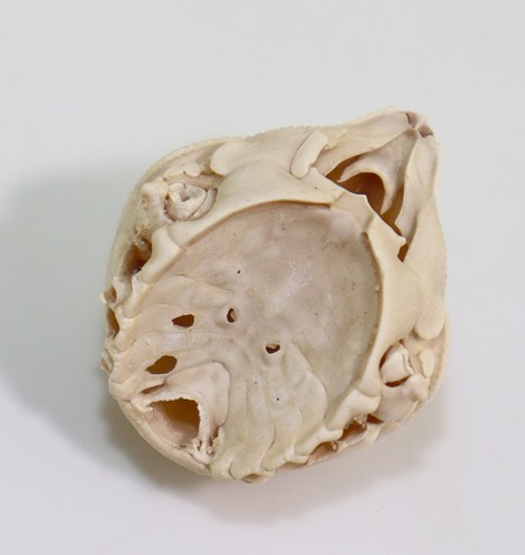 Krabbe leucosia sp - leucosia,
