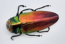 Buprestidae, Belionota tricolor, A2, 24 mm, Halmahera, #BP108