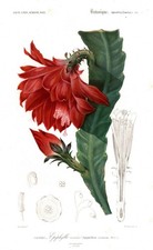 Epiphyllum Kakteen Kaktus cactus botany engraving Stahlstich Orbigny 1849