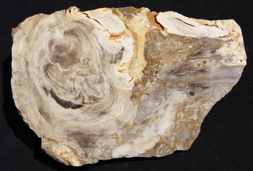 Versteinertes holz aus ungarn - versteinertes,