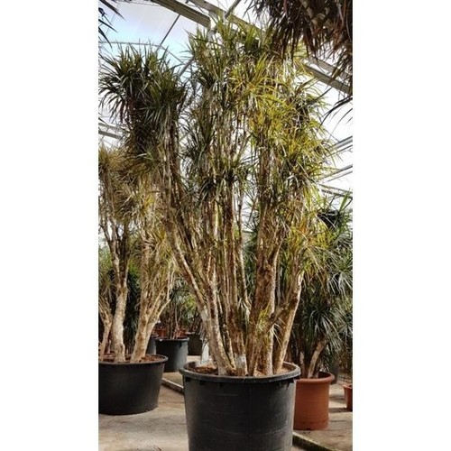 Drachenbaum dracaena - ,
